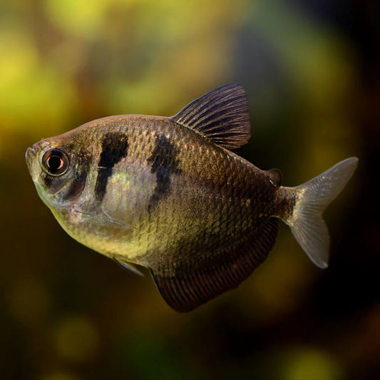 Black Skirt Tetra