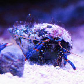 Blue Leg Hermit Crab