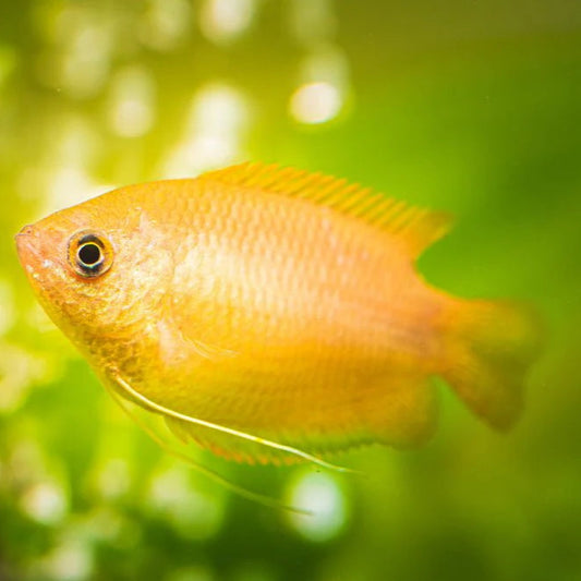 Dwarf Honey Gourami