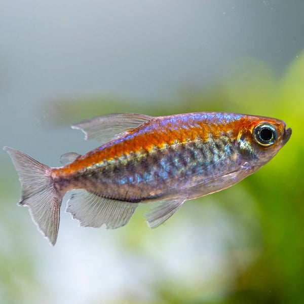 Congo Tetra