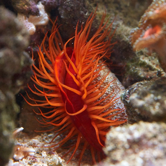 Flame Scallop
