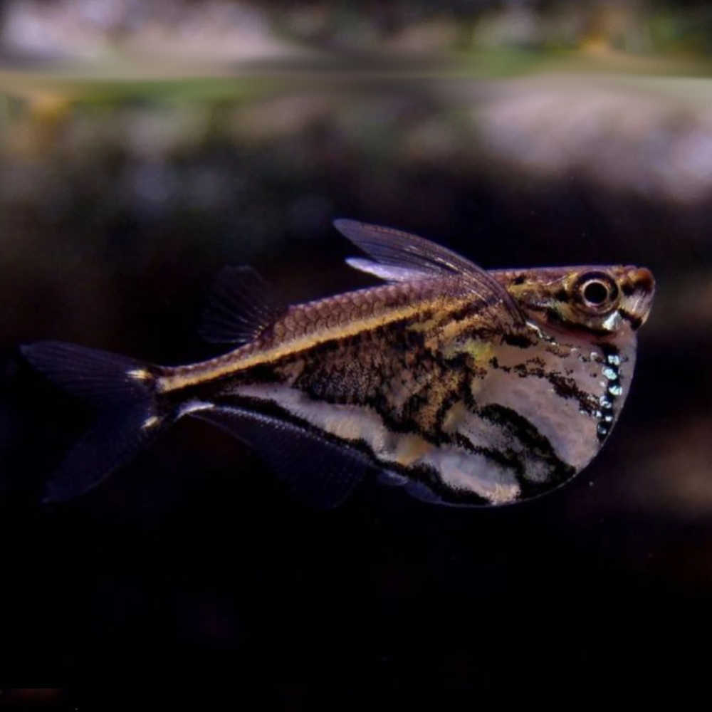 Marble Hatchetfish