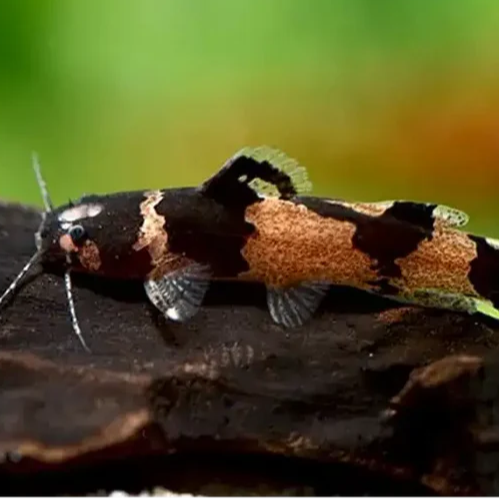 Bumble Bee Catfish
