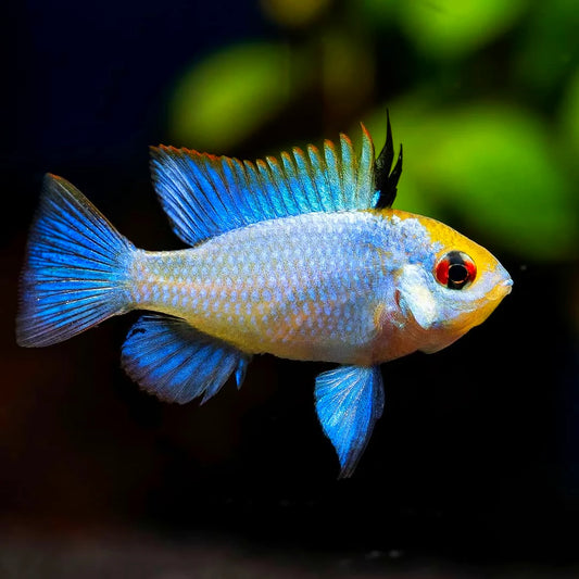 Electric Blue Ram