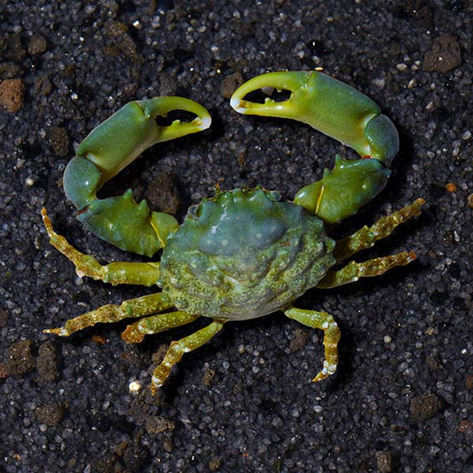 Green Emerald Crab