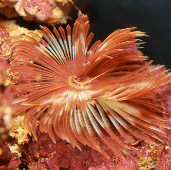Feather Duster Worm