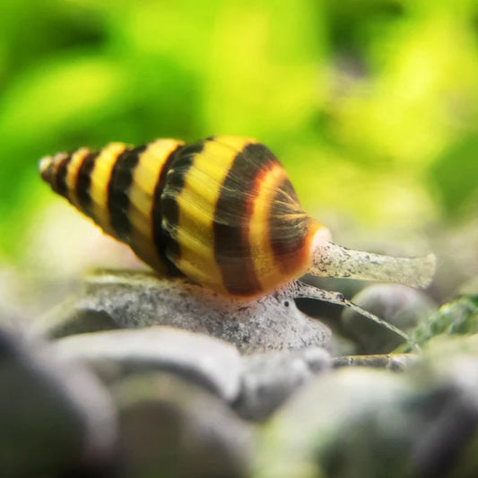 Assassin Snail