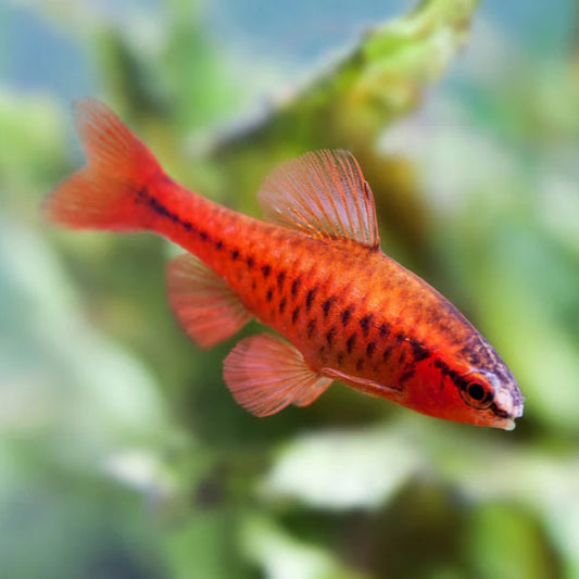 Cherry Barb
