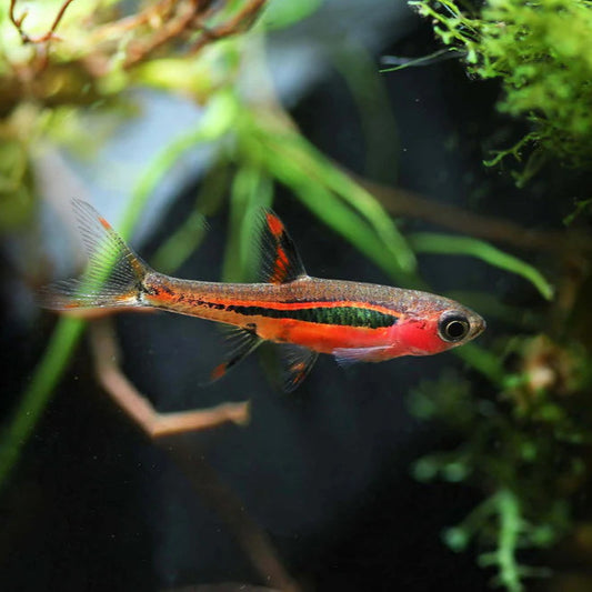 Chili Rasbora