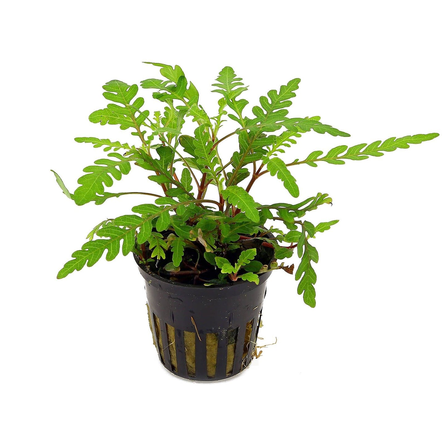 Hygrophila Pinnatifida