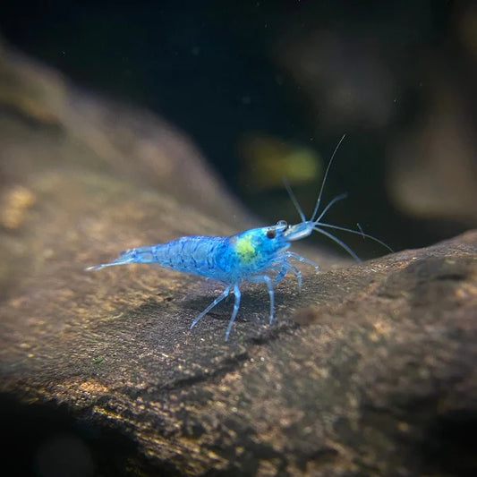 Blue Jelly Shrimp