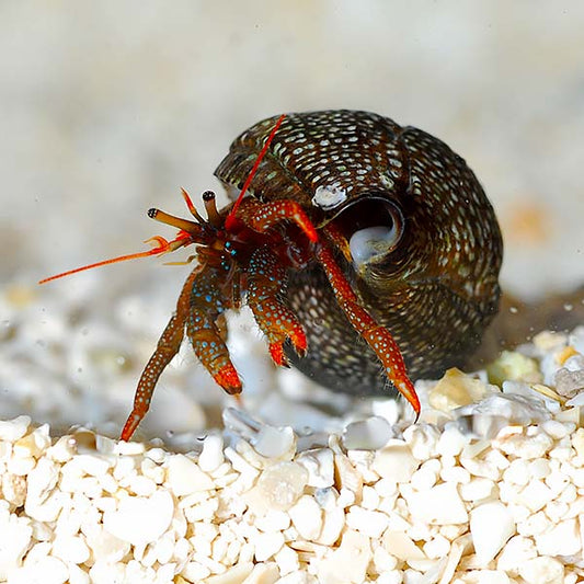Red Leg Hermit Crab
