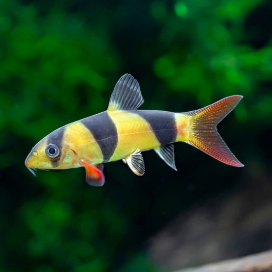 Clown Loach