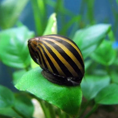 Zebra Nerite Snail