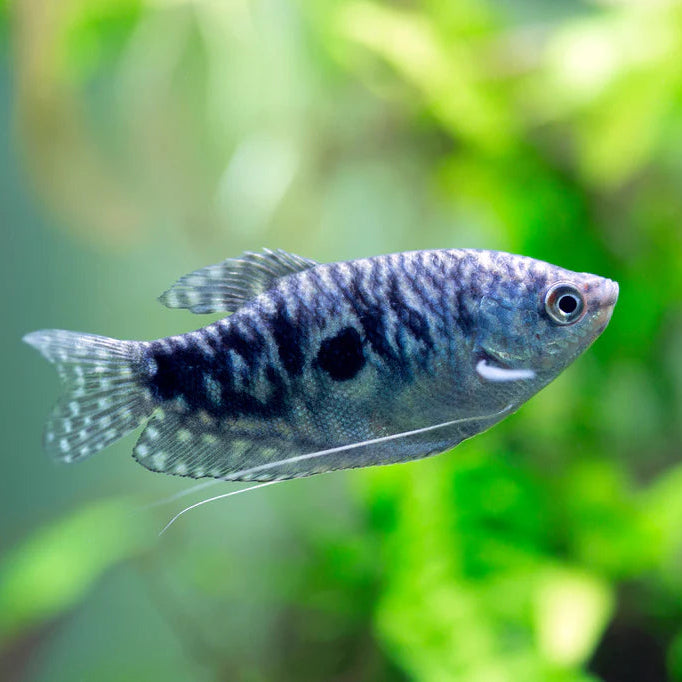 Opaline Gourami