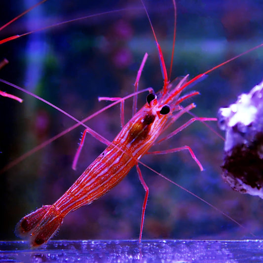 Peppermint Shrimp