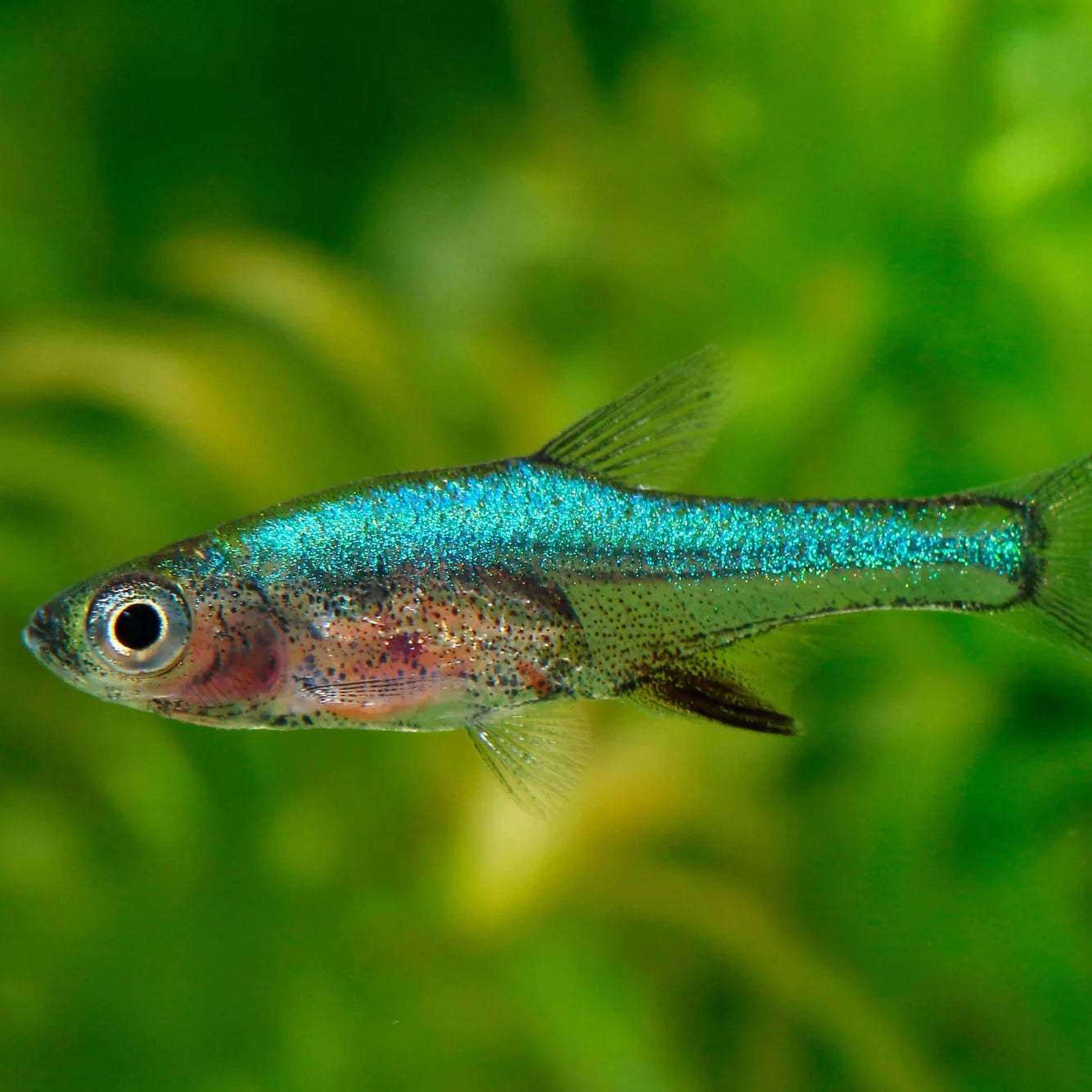 Neon Blue Rasbora