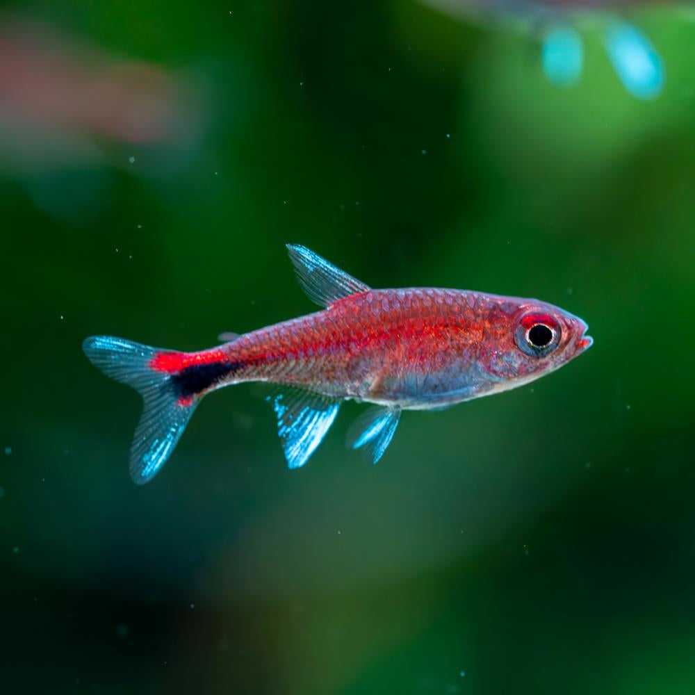 Ruby Tetra