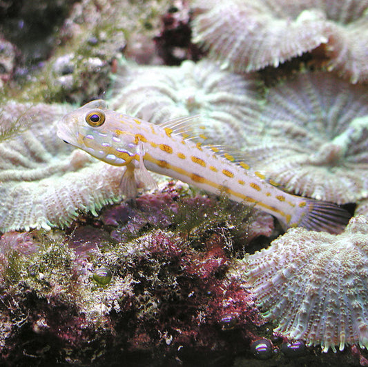 Diamond Sifter Goby