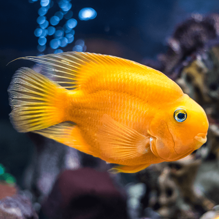 Yellow Parrot Cichlid