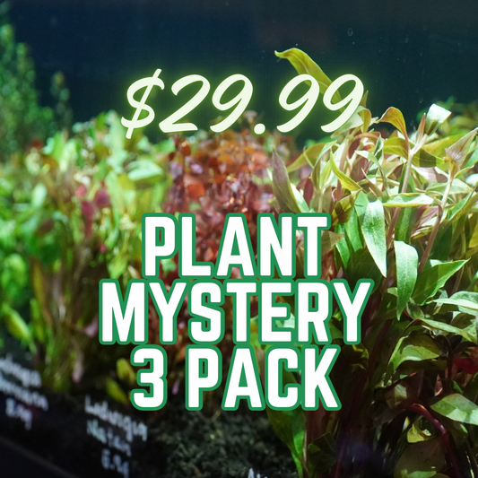 Background of red and green aquatic stem plants with text listing '$29.99 PLANT MYSTERY 3 PACK'