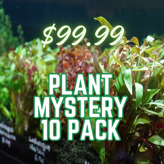 Background of red and green aquatic stem plants with text listing '$99.99 PLANT MYSTERY 10 PACK'