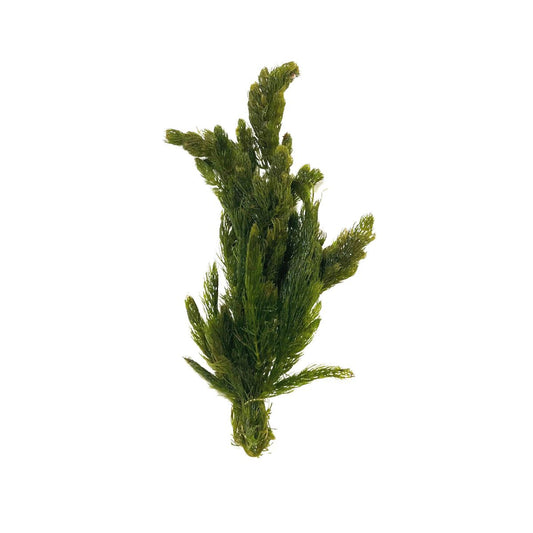 Hornwort