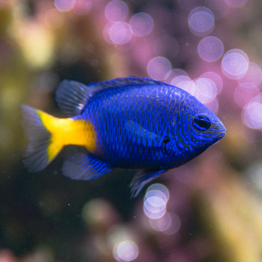 Yellow Tail Blue Damsel