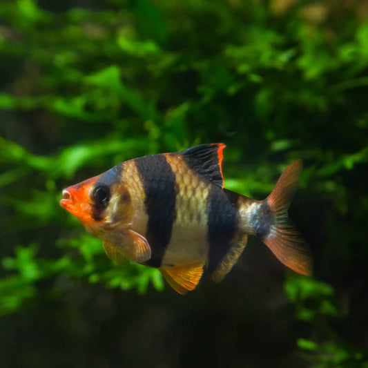 Tiger Barb