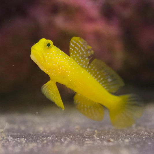 Yellow Watchman Goby