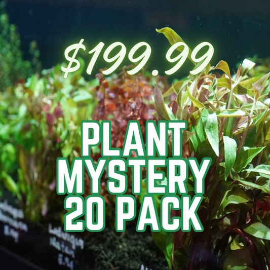 Background of red and green aquatic stem plants with text listing '$199.99 PLANT MYSTERY 20 PACK'