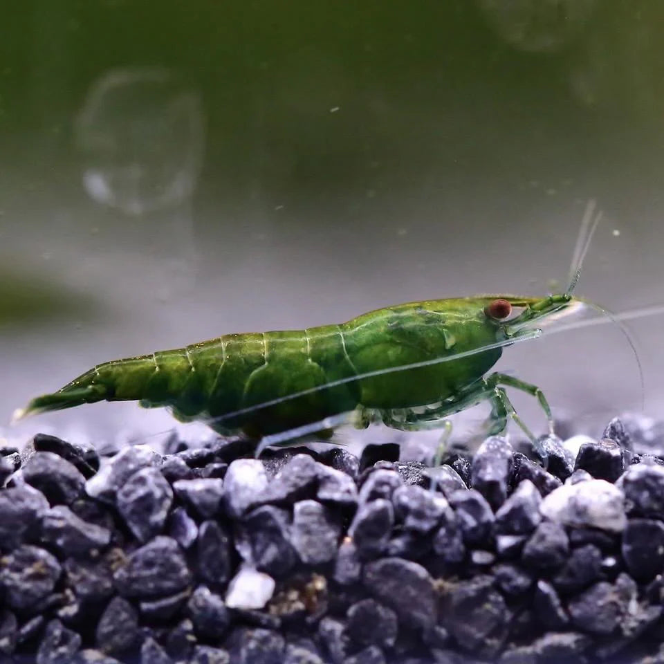 Green Jade Shrimp