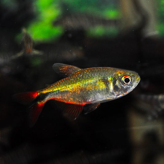 Buenos Aires Tetra