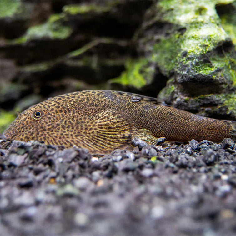 Butterfly Hillstream Loach
