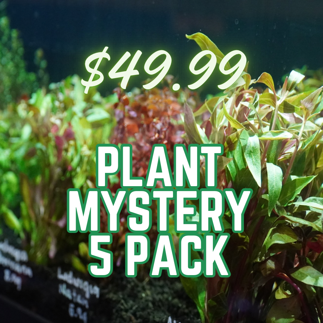 Background of red and green aquatic stem plants with text listing '$49.99 PLANT MYSTERY 5 PACK'