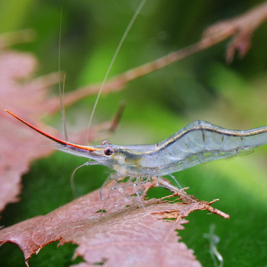 Pinokio Cardina Shrimp