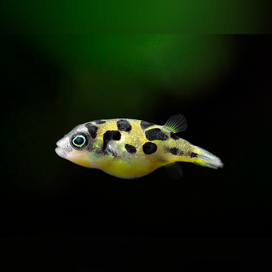 Pea Puffer