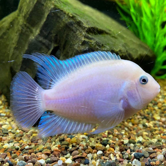 Pink Convict Cichlid
