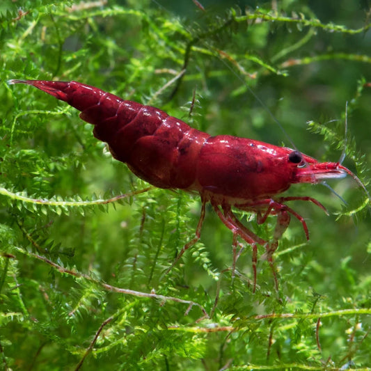 Bloody Mary Shrimp
