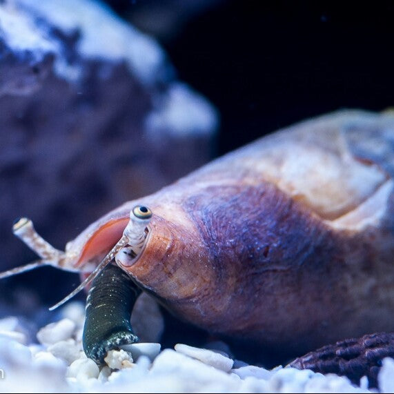 Sifter Conch