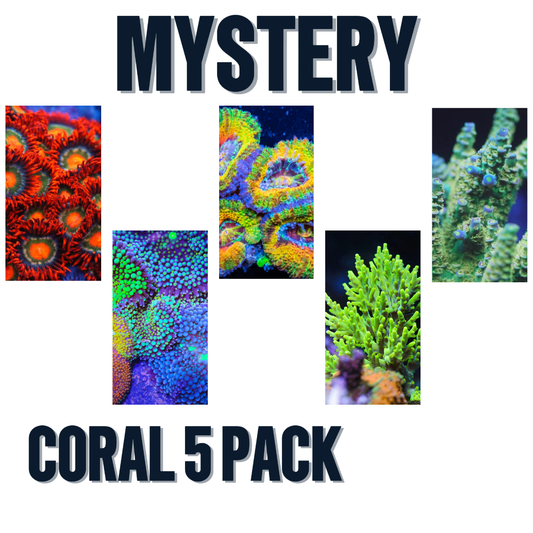 Mystery Coral 5 Pack