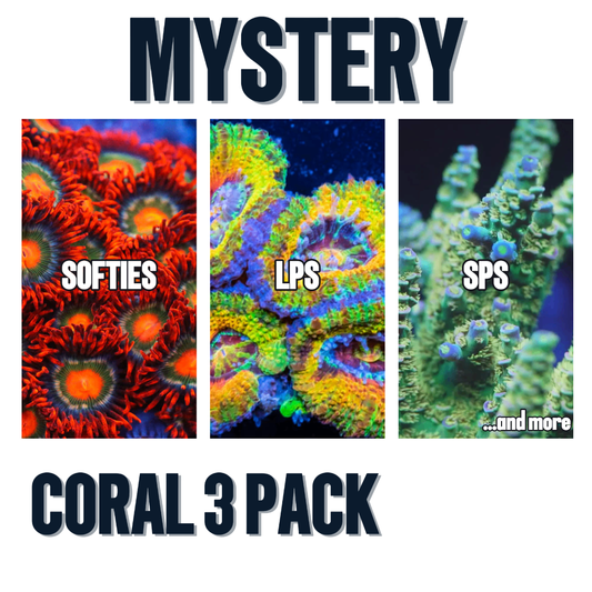 Mystery Coral 3 Pack