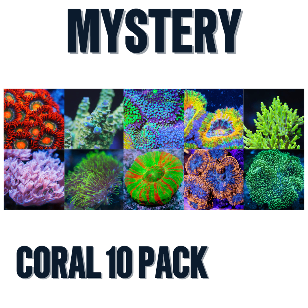 Coral Mystery Packs Aquarium & Reptile Depot