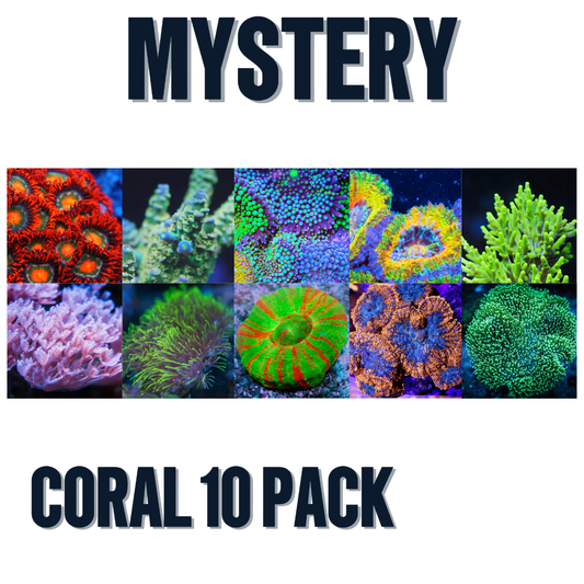 Mystery Coral 10 Pack