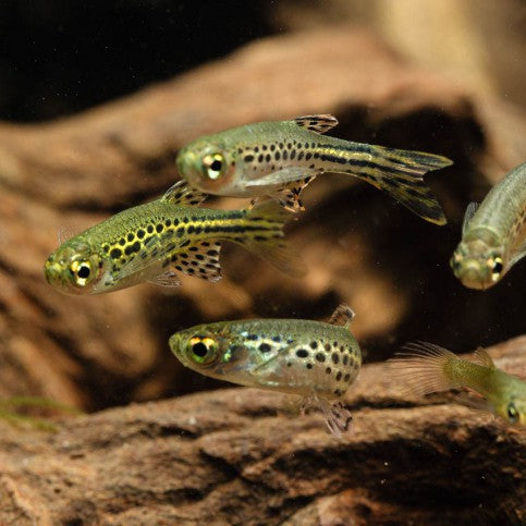 Gold Ring Tinwini Danio