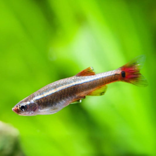 White Cloud Minnow