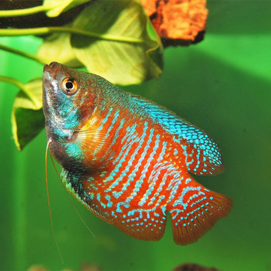 Male Dwarf Gourami