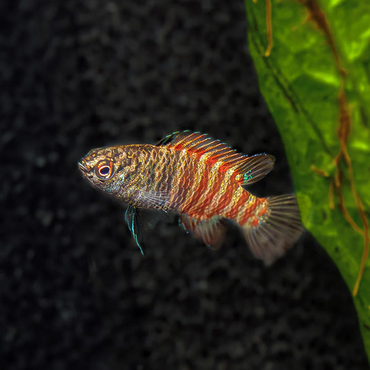 Black Tiger Dario