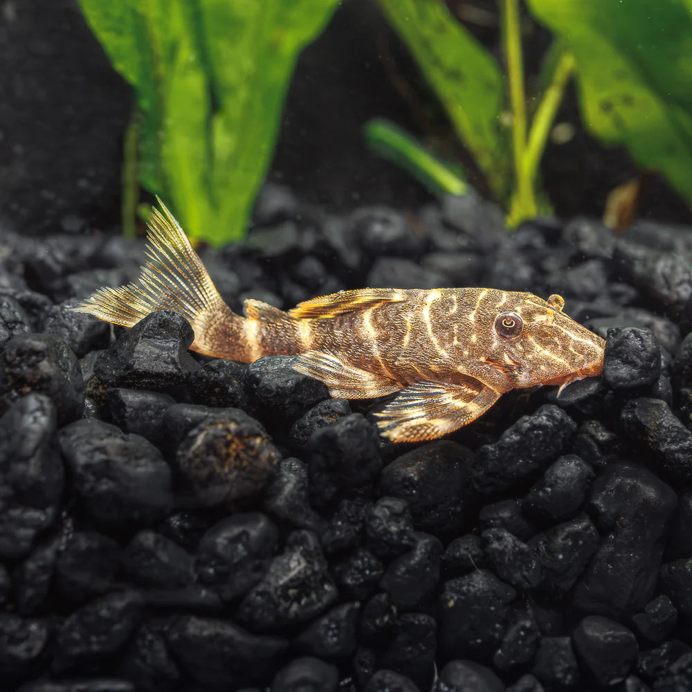 Clown Pleco