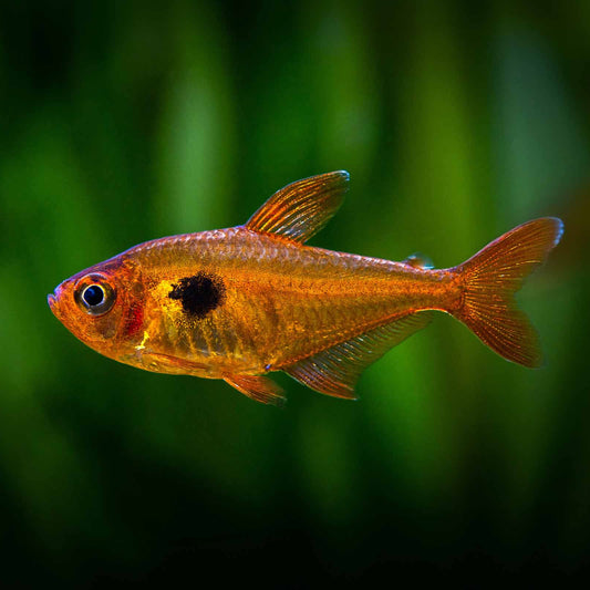 Serpae Tetra